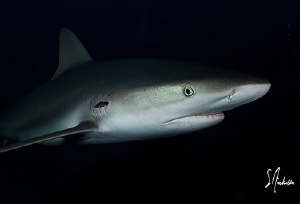 Lots of action continues at dusk while diving at Ginormou... by Steven Anderson 